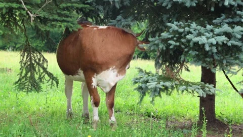 Herd of cows grazing in a fresh green opened  field on a cloudy summer day Stock Footage 323332980