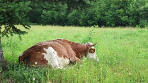 Herd of cows grazing in a fresh green opened  field on a cloudy summer day Stock Footage 323332998