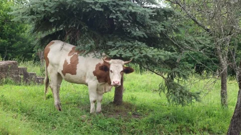 Herd of cows grazing in a fresh green opened  field on a cloudy summer day Vídeos de archivo 323333000