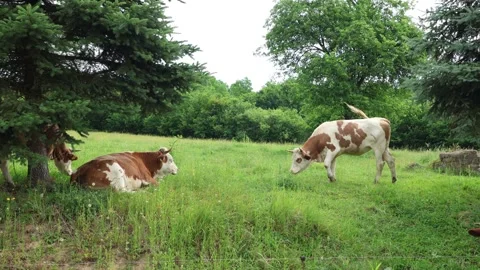 Herd of cows grazing in a fresh green opened  field on a cloudy summer day Stock Footage 323333001