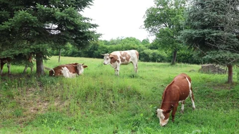 Herd of cows grazing in a fresh green opened  field on a cloudy summer day Stock Footage 323333016