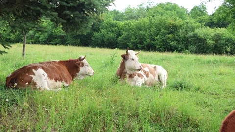 Herd of cows grazing in a fresh green opened  field on a cloudy summer day Stock Footage 323333017