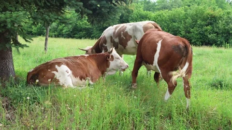 Herd of cows grazing in a fresh green opened  field on a cloudy summer day Stock Footage 323333019