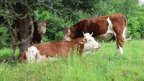 Herd of cows grazing in a fresh green opened  field on a cloudy summer day Stock Footage 323333027