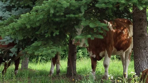 Herd of cows grazing in a fresh green opened  field on a cloudy summer day Vídeos de archivo 323333032