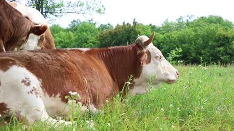 Herd of cows grazing in a fresh green opened  field on a cloudy summer day Stock Footage 323333034