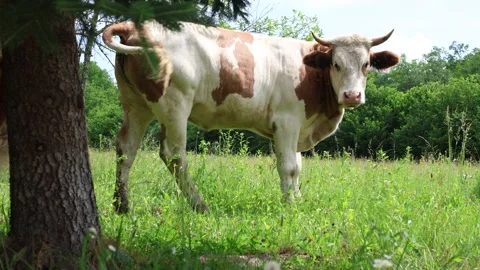 Herd of cows grazing in a fresh green opened  field on a cloudy summer day Stock Footage 323333048