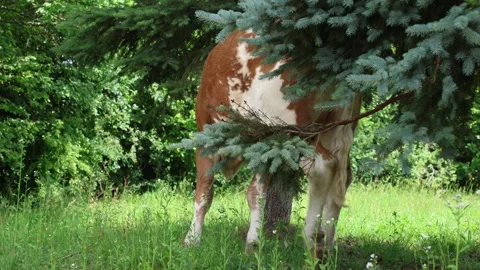 Herd of cows grazing in a fresh green opened  field on a cloudy summer day Stock Footage 323333049