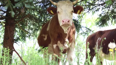 Herd of cows grazing in a fresh green opened  field on a cloudy summer day Stock Footage 323333050