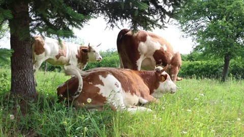 Herd of cows grazing in a fresh green opened  field on a cloudy summer day Stock Footage 323333051