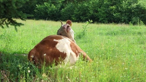 Herd of cows grazing in a fresh green opened  field on a cloudy summer day Vídeos de archivo 323333063