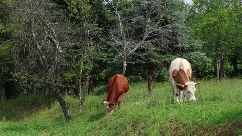 Herd of cows grazing in a fresh green opened  field on a cloudy summer day Stock Footage 323333075