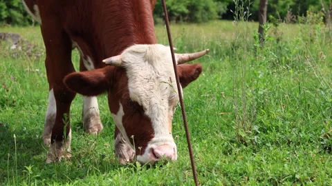 Herd of cows grazing in a fresh green opened  field on a cloudy summer day Stock Footage 323333091