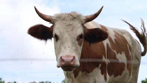 Herd of cows grazing in a fresh green opened  field on a cloudy summer day Stock Footage 323333108