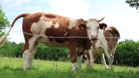 Herd of cows grazing in a fresh green opened  field on a cloudy summer day Stock Footage 323333110