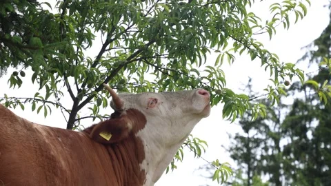 Herd of cows grazing in a fresh green opened  field on a cloudy summer day Stock Footage 323333172