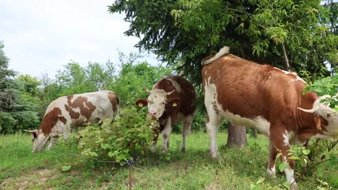 Herd of cows grazing in a fresh green opened  field on a cloudy summer day Stock Footage 323333194