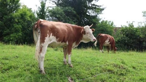 Herd of cows grazing in a fresh green opened  field on a cloudy summer day 스톡 동영상 323333195
