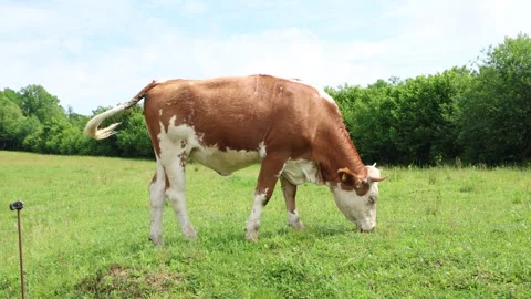 Herd of cows grazing in a fresh green opened  field on a cloudy summer day Stock Footage 323333196