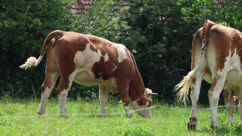 Herd of cows grazing in a fresh green opened  field on a cloudy summer day Stock Footage 323333197