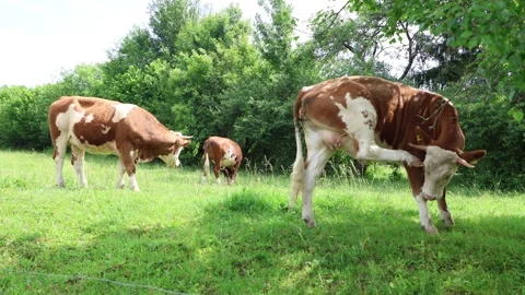 Herd of cows grazing in a fresh green opened  field on a cloudy summer day Stock Footage 323333209