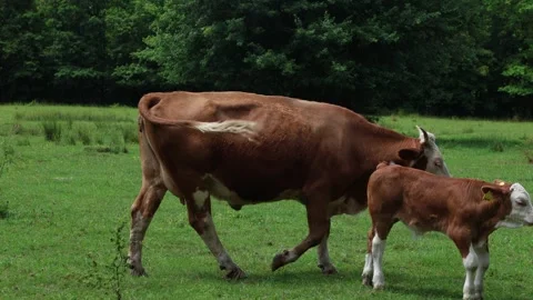 Herd of cows grazing in a fresh green opened  field on a cloudy summer day Stock Footage 323333265