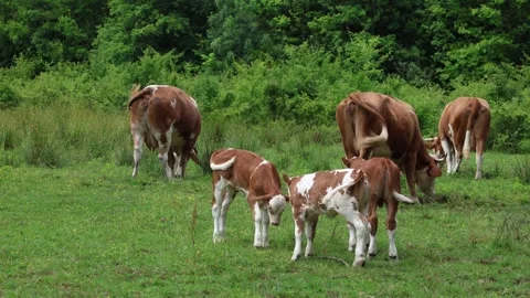 Herd of cows grazing in a fresh green opened  field on a cloudy summer day Stock Footage 323333313