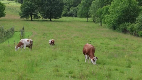 Herd of cows grazing in a fresh green opened  field on a cloudy summer day Stock Footage 323333345