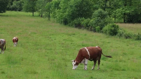 Herd of cows grazing in a fresh green opened  field on a cloudy summer day Stock Footage 323333346