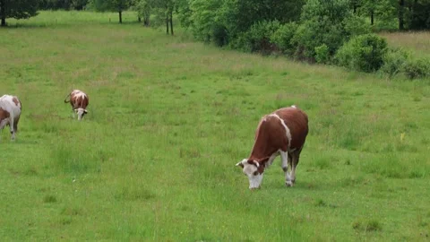 Herd of cows grazing in a fresh green opened  field on a cloudy summer day Stock Footage 323333367