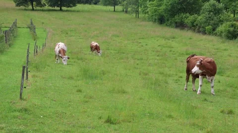 Herd of cows grazing in a fresh green opened  field on a cloudy summer day Stock Footage 323333368