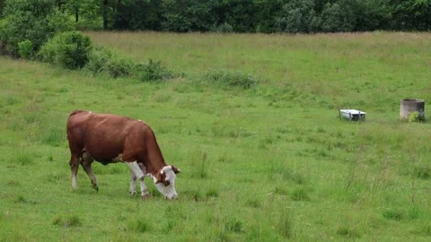 Herd of cows grazing in a fresh green opened  field on a cloudy summer day Stock Footage 323333370