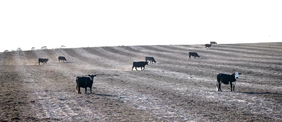 Herd of cows grazing in a fresh sparse plowed field, meadow or pasture with.. Foto stock