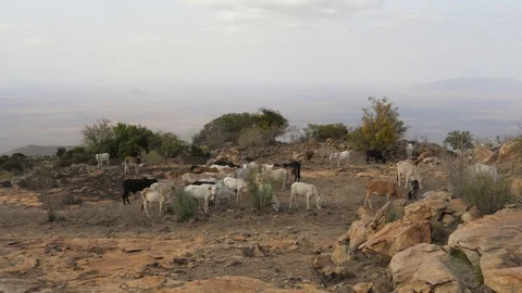 Herd Of Cows Grazing Grass In The African Desert On The Mountain Among The Rocks Stock Footage 97445973