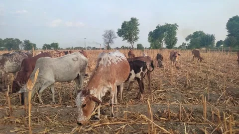 Herd of cows grazing grass in a dry corn field after the corn has been harvested Stock Footage 307297272