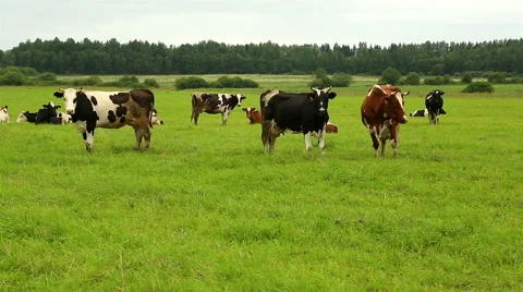 A herd of cows grazing on grass in a field Stock Footage 53146224
