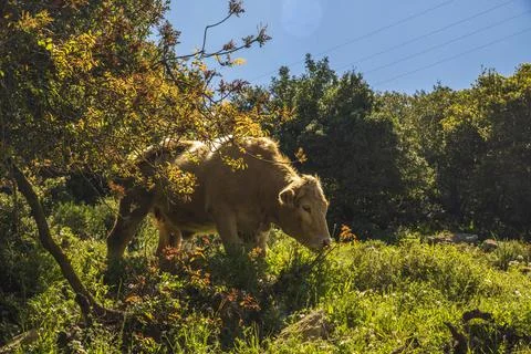 A herd of cows grazing on grass in front of a forest. Travel concept hiking Stock Photos