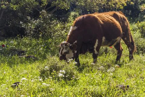 A herd of cows grazing on grass in front of a forest. Travel concept hiking Stock Photos