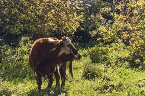A herd of cows grazing on grass in front of a forest. Travel concept hiking Stock Photos