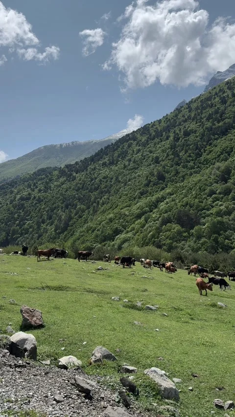 A herd of cows grazing on grass in a mountain pasture Stock Footage 311519676