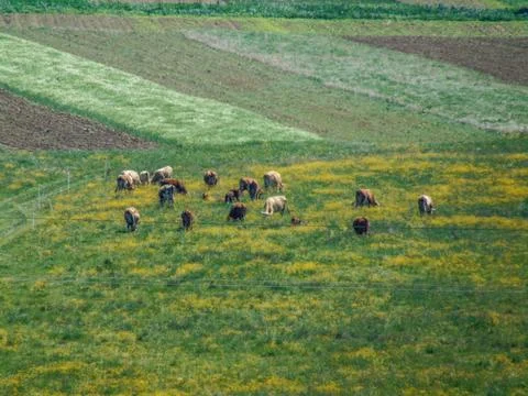 Herd of cows grazing grass in the spring - Romania Stock Photos