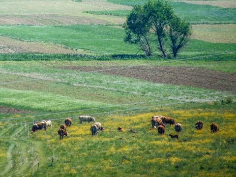 Herd of cows grazing grass in the spring - Romania Фото