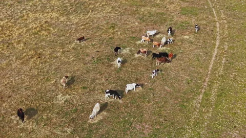 Herd of cows grazing on a grassy field during daytime Stock Footage 344792774