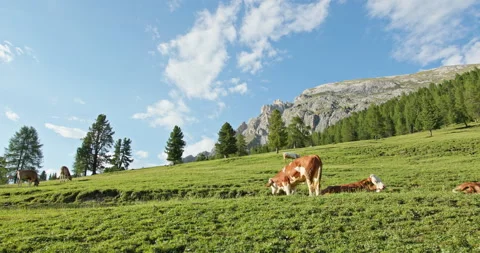 Herd of cows grazing on a green alpine meadow Видео 340792332