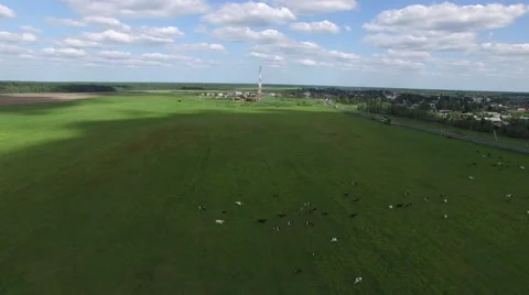 Herd of cows grazing in a green field. Aerial shots. Stock-Footage 63779730
