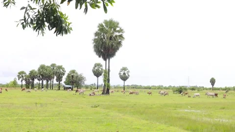 Herd of cows grazing in a green grass field surrounded by a rural countryside. Vídeos de archivo 342785299