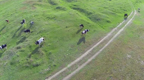 A herd of cows is grazing on a green meadow. Aerial. Rotation Stock Footage 49823637