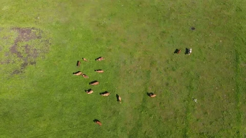 Herd of cows grazing green meadow Stock Footage 146391602