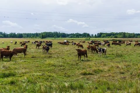 Herd of cows grazing in a green meadow.Summer landscape. Stock Photos