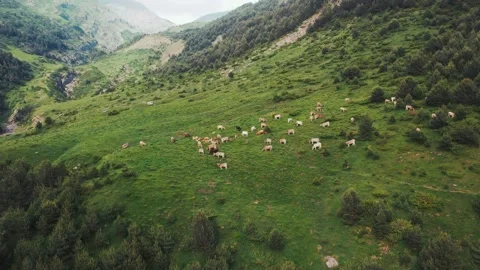 Herd of cows grazing on hill in mountains Video stock 160247701